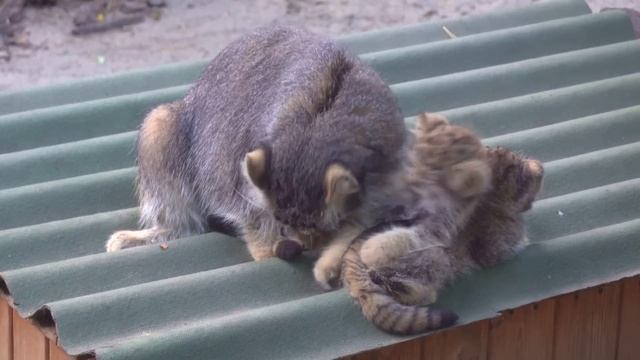 Манул Мия учит котят умываться. 04.08.2022 смотреть онлайн