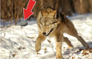 Встретили волка в лесу на дороге что делать? Как вести себя при встрече с волком?