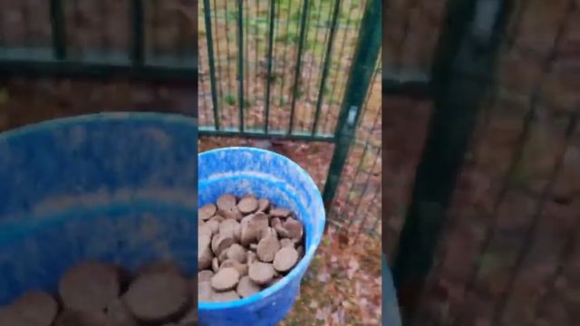 Сколько мяса едят кавказские овчарки? смотреть онлайн