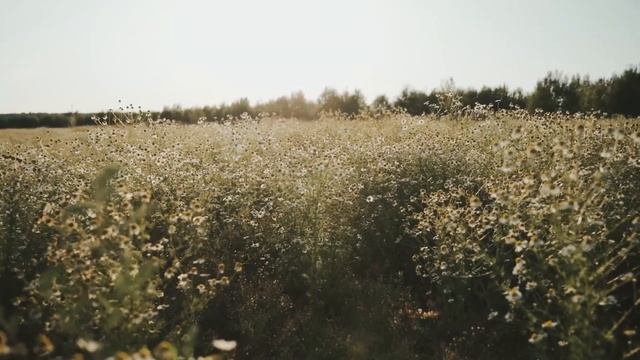 Новый КП на 150 участков в Низино Ломоносовского района Ленинградской области. смотреть онлайн