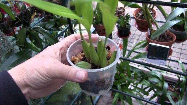 Lazy Afternoon - 3 Mounts and a Repot Done смотреть онлайн