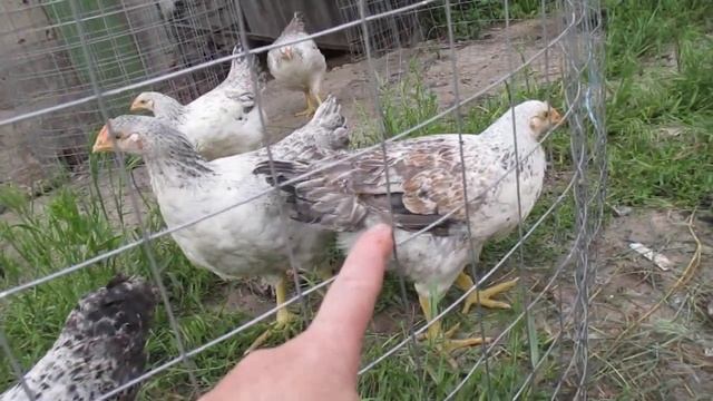 Взвешивание 2 мес курей Мастер Грей смотреть онлайн