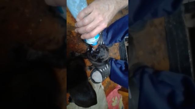 Уже начинаем подкармливать щенков смотреть онлайн