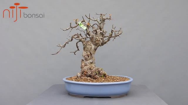 Malus sylvestris 5 смотреть онлайн