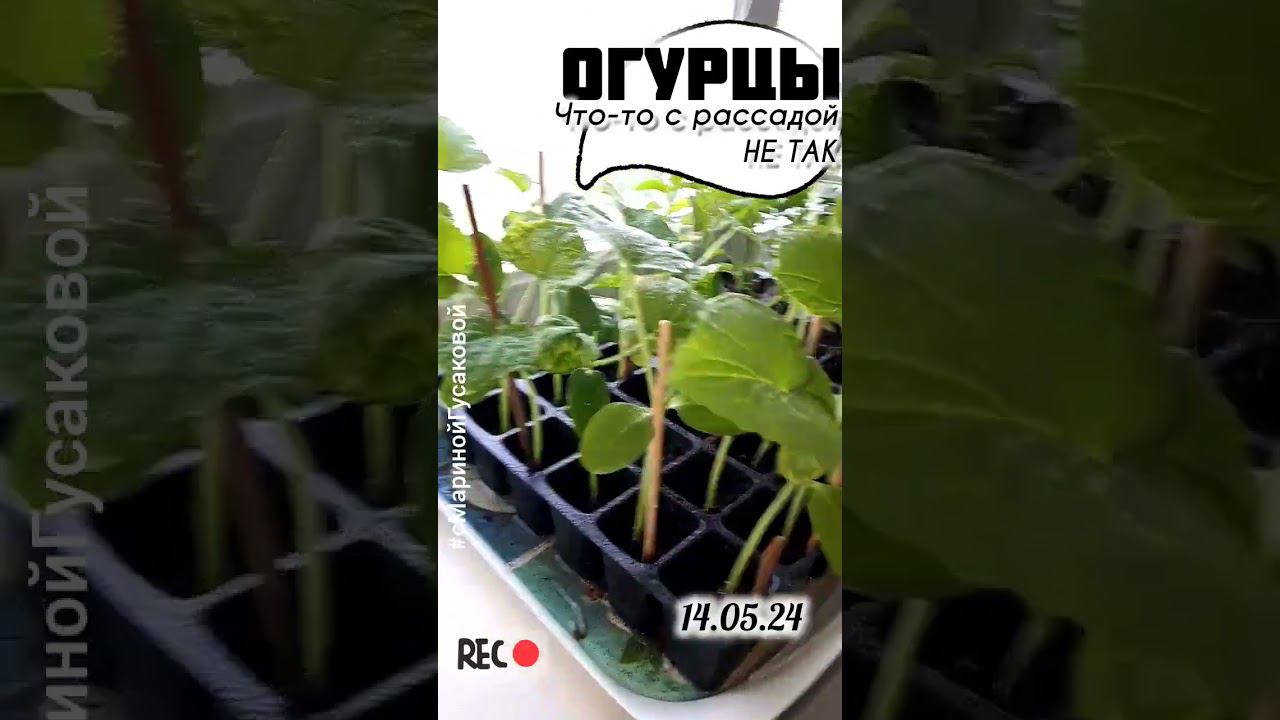 ОГУРЦЫ заболели или напал ПАУТИННЫЙ КЛЕЩ? Что делать - лечить или выбросить? с Мариной Гусаковой смотреть онлайн