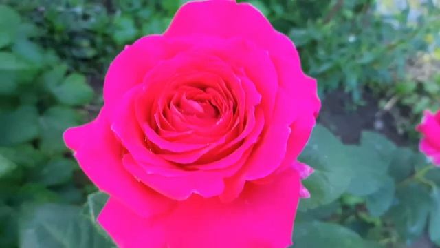 Красотка Шакира и другие чайно -гибридные розы. смотреть онлайн