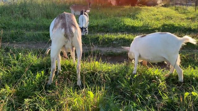 Камерунские Козы.Особенности породы #камерунскиекозы смотреть онлайн