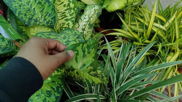 Rare Plant : Aglaonema pictum tricolor in india смотреть онлайн