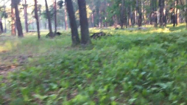 ?ОНЛАЙН СБОР ГРИБОВ и ЗЕМЛЯНИКИ!Как я искал в лесу,ОСТОРОЖНО МНОГО грибов лисички, белые, сыроежки! смотреть онлайн