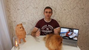 ПЛЮСЫ И МИНУСЫ ПОМЕРАНСКОГО ШПИЦА ? КРАТКО