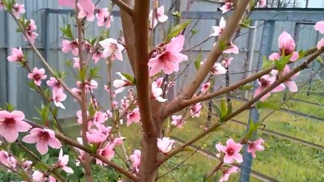 Персик в саду: посадка и уход