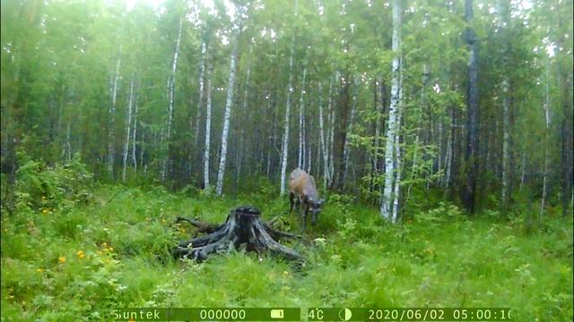 Супер Солонец*Вот это Солонец