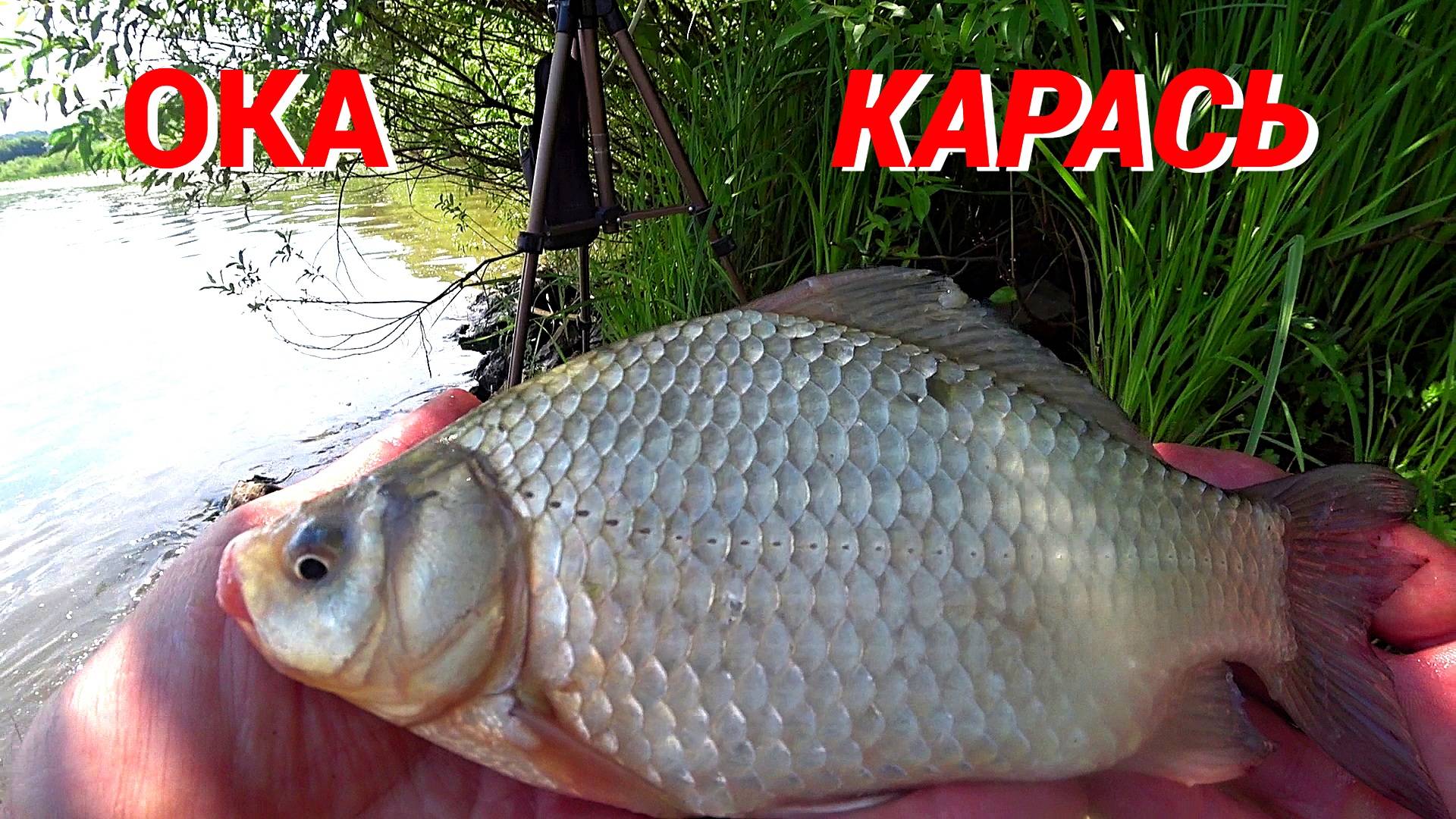 КЛЮНУЛ КАРАСЬ, А ПОТОМ ПОПЛЫЛИ РУСАЛКИ. Рыбалка на ОКЕ на ДОНКУ и ПИКЕР. смотреть онлайн