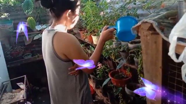 BOUGAINVILLEA ni Aling Vina UPDATE|#foryou #flowers #bougainvillea 💕💕💕🇵🇭🇵🇭🥰 смотреть онлайн