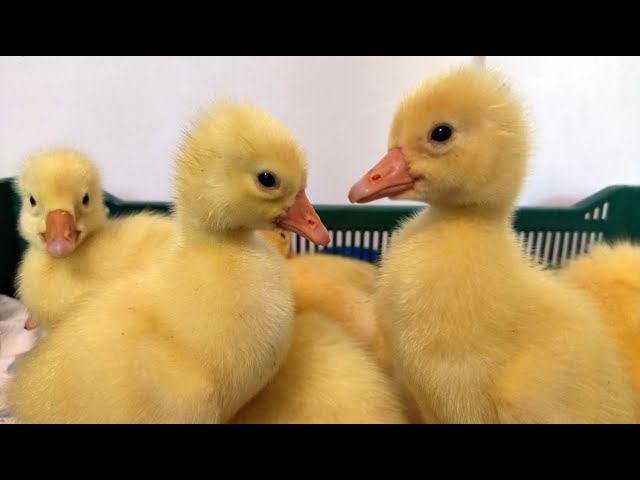 БЕСКОНЕЧНЫЕ И СУМАСШЕДШИЕ ВЫВОДЫ ПТИЦЫ. Мускусные утята, гусята, цыплята, индюшата и руанские утята. смотреть онлайн