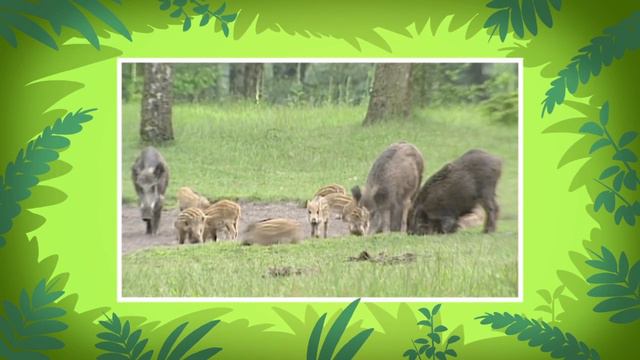 Wild Boar - Leo The Wildlife Ranger Animal Diaries | Animal Facts For Kids