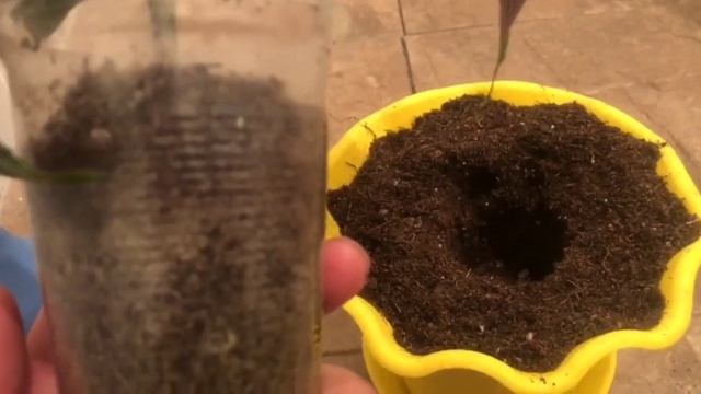 Якобиния гулу туурасында маалымат.Суроолорго жооп смотреть онлайн