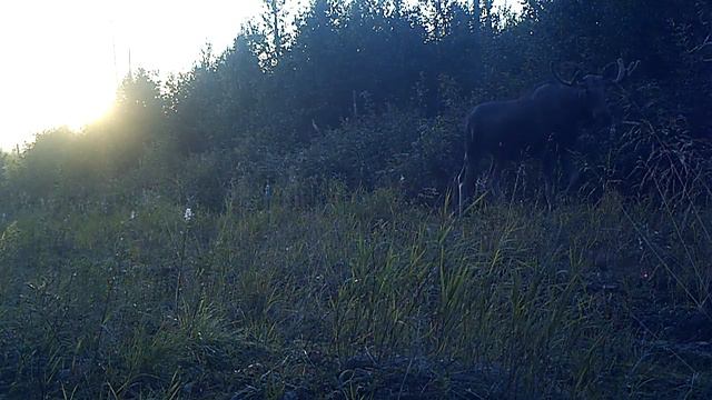Лось Висимский заповедник 06 08 16 смотреть онлайн