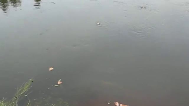 р. Десна, стайки уклейки гоняют куски хлеба по поверхности воды смотреть онлайн