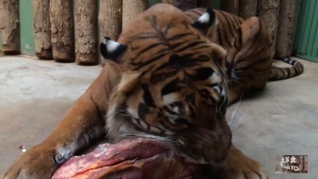 ⭐️ Тигр_Кость_Мясо⭐️ /⭐️ The tiger eats meat ⭐️ смотреть онлайн