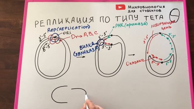 Репликация плазмид. 3 механизма репликации: тип тета, замещение цепи и катящееся кольцо смотреть онлайн