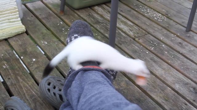 Ermine – the stoat смотреть онлайн