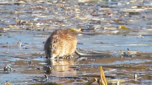 Цветные Грани