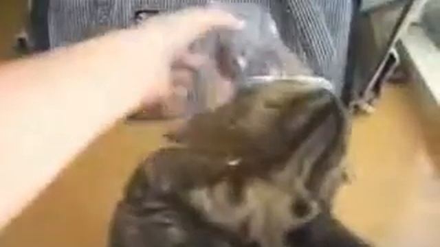 Люблю неприятности! смотреть онлайн