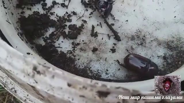 Личинка жука носорога смотреть онлайн