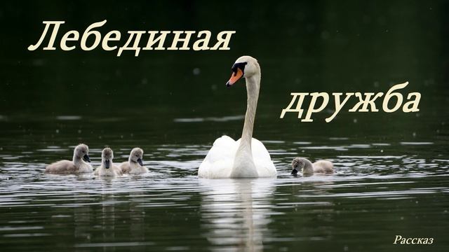 Лебединая дружба.. (рассказ)