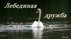 Лебединая дружба.. (рассказ)