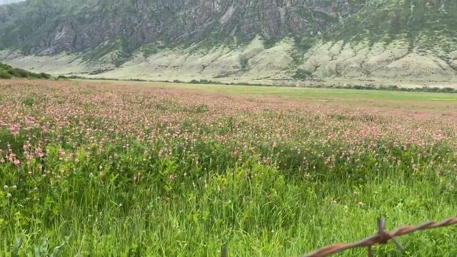 Привезли пчёл на медосбор, июнь 2021г. Видеообзор с нашей пасеки. смотреть онлайн