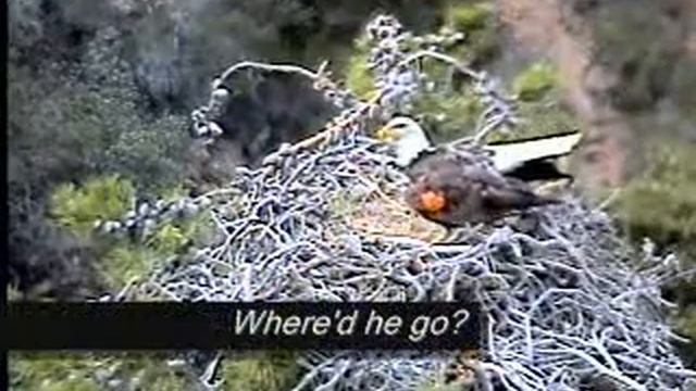 Will K26 Ever Have an Egg? смотреть онлайн