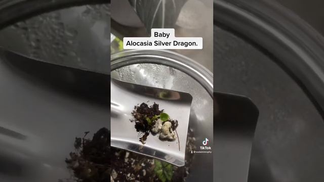Baby Alocasia Silver Dragon. #houseplants #tropicalplants #plants #alocasia #silverdragon #newleaf смотреть онлайн