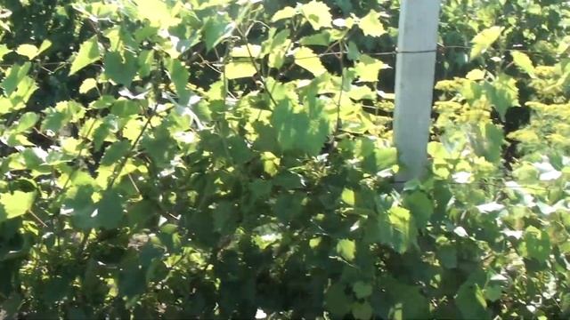 Маркетт и Фронтиньяк-гри. Возраст 3года.