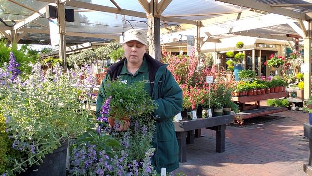 The Greenery - Our Favorite Perennials смотреть онлайн