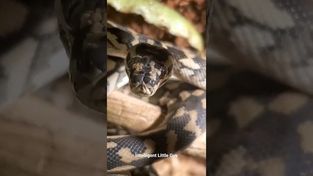 Intelligent Little Carpet Python смотреть онлайн