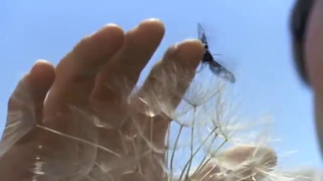 Fratello Sole, Sorella Luna смотреть онлайн