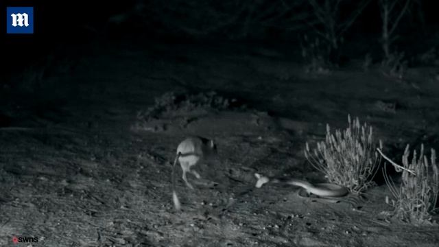 Кенгуровая крыса победила змею смотреть онлайн