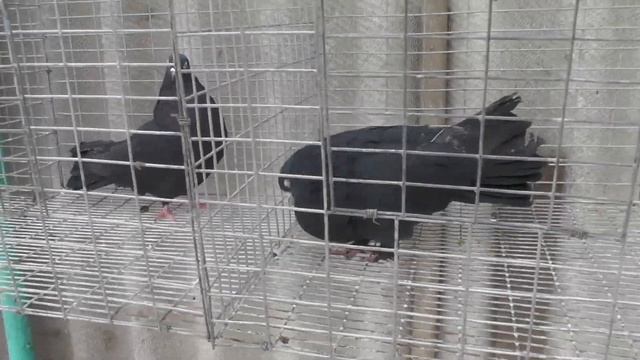 Внимание ! Показываю жуков которых нельзя на инбридинг ? смотреть онлайн