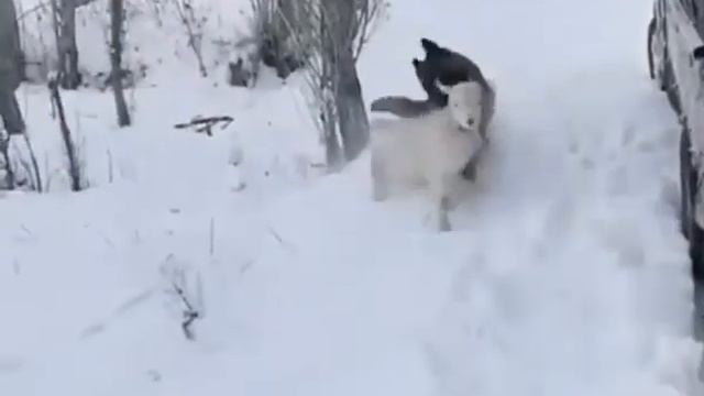 #шок #ужас на #что #способны #живтоные 😲😲😲😳😳😳😮😮😮 смотреть онлайн