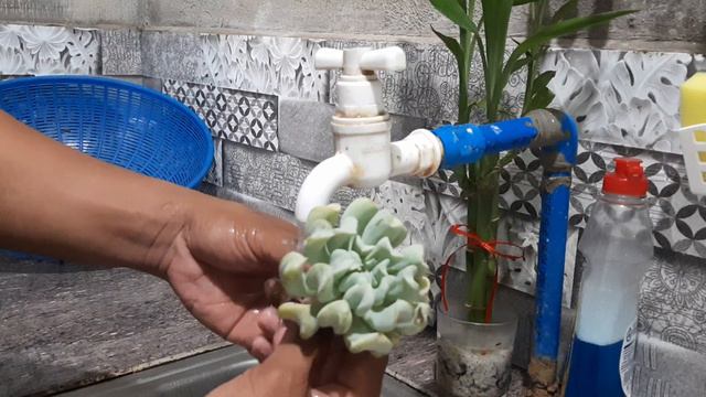 Succulents| Artroy Garden смотреть онлайн