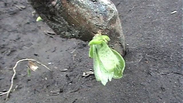 Результат подкормки корней хурмы янтарной кислотой смотреть онлайн