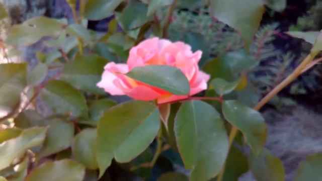 Жан Кокто роза Jean Cocteau rose 11 липня 2020 р. смотреть онлайн