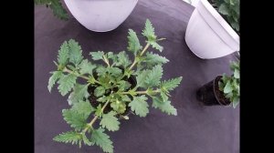 Выращивание ампельной вербены EMPRESS и VANESSA.