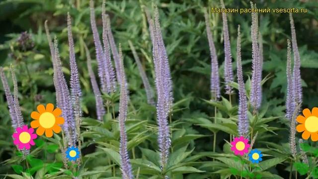 Вероникаструм сибирский. Краткий обзор, описание характеристик, где купить veronicastrum sibiricum смотреть онлайн