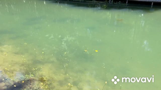 Ольгово. Супервип. Форель смотреть онлайн