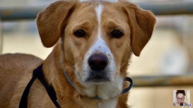 - Ты забыл меня, хозяин! Я здесь! – отчаянно лаял ПЁС, бросаясь вслед уходящему автобусу, но… смотреть онлайн