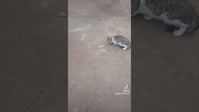 кошки мышки