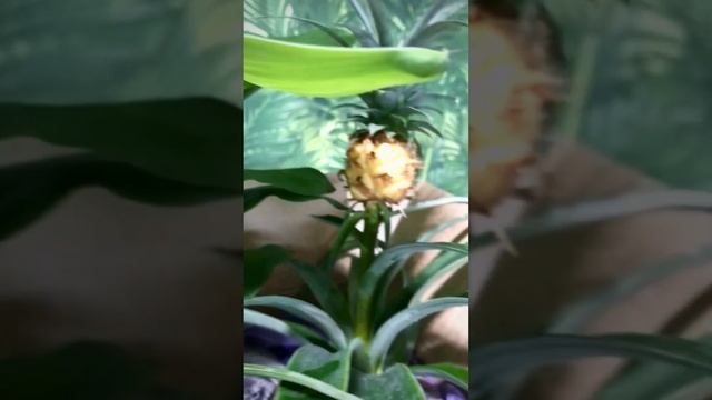 Обновления: #ананасы Бэйбики, #Хлорофитум Оранж Грин и #Стрелиция Регина Королевская смотреть онлайн